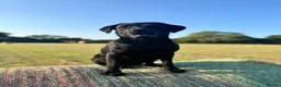 Labrador Retriever dogs for sale: Exceptional KC Labrador Puppies from Working Line  - Advert 18