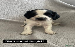 Cocker Spaniel dogs for sale: Gorgeous cocker spaniel puppies  - Image 10