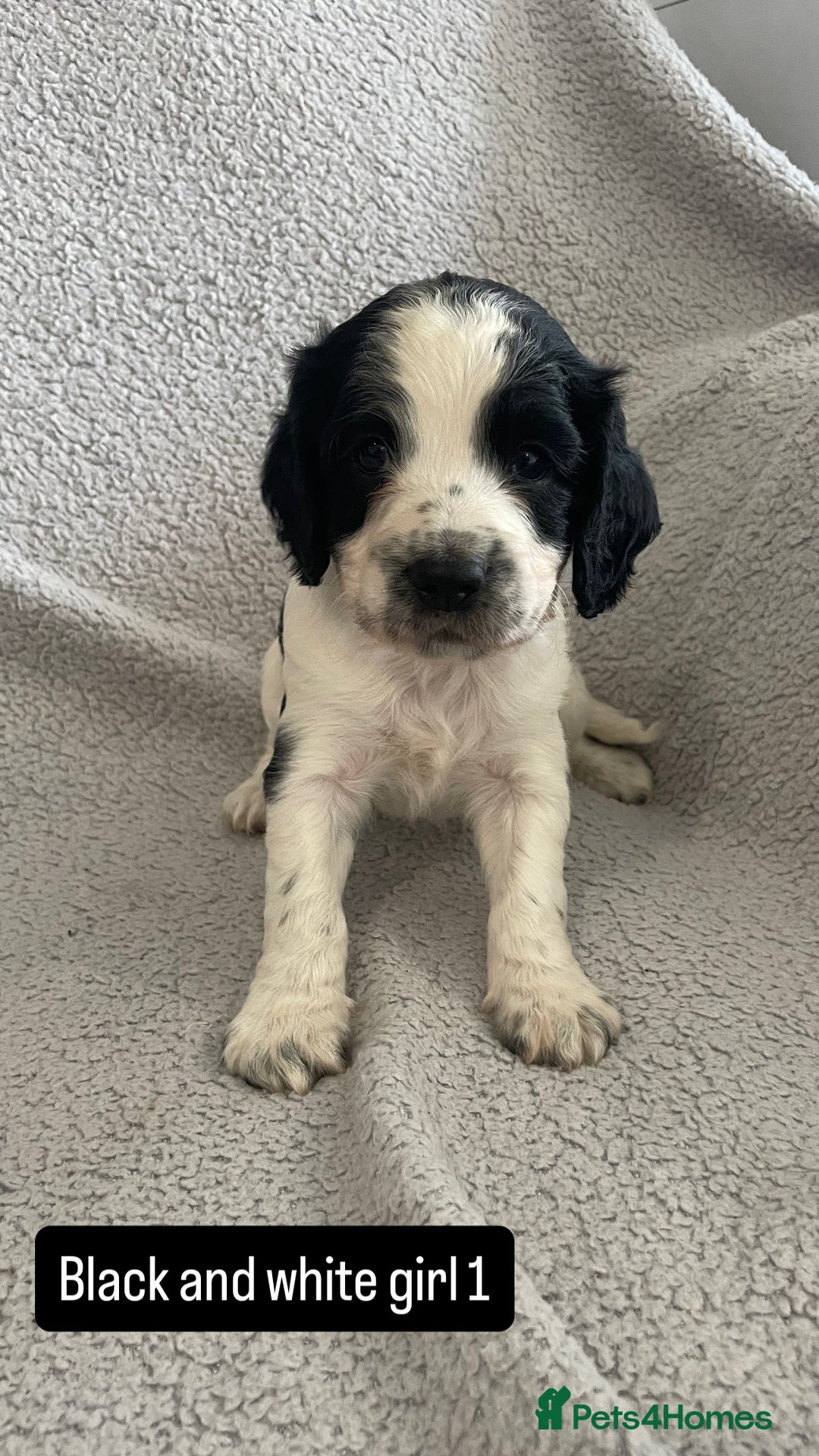 Cocker Spaniel dogs for sale: Gorgeous cocker spaniel puppies  - Image 10