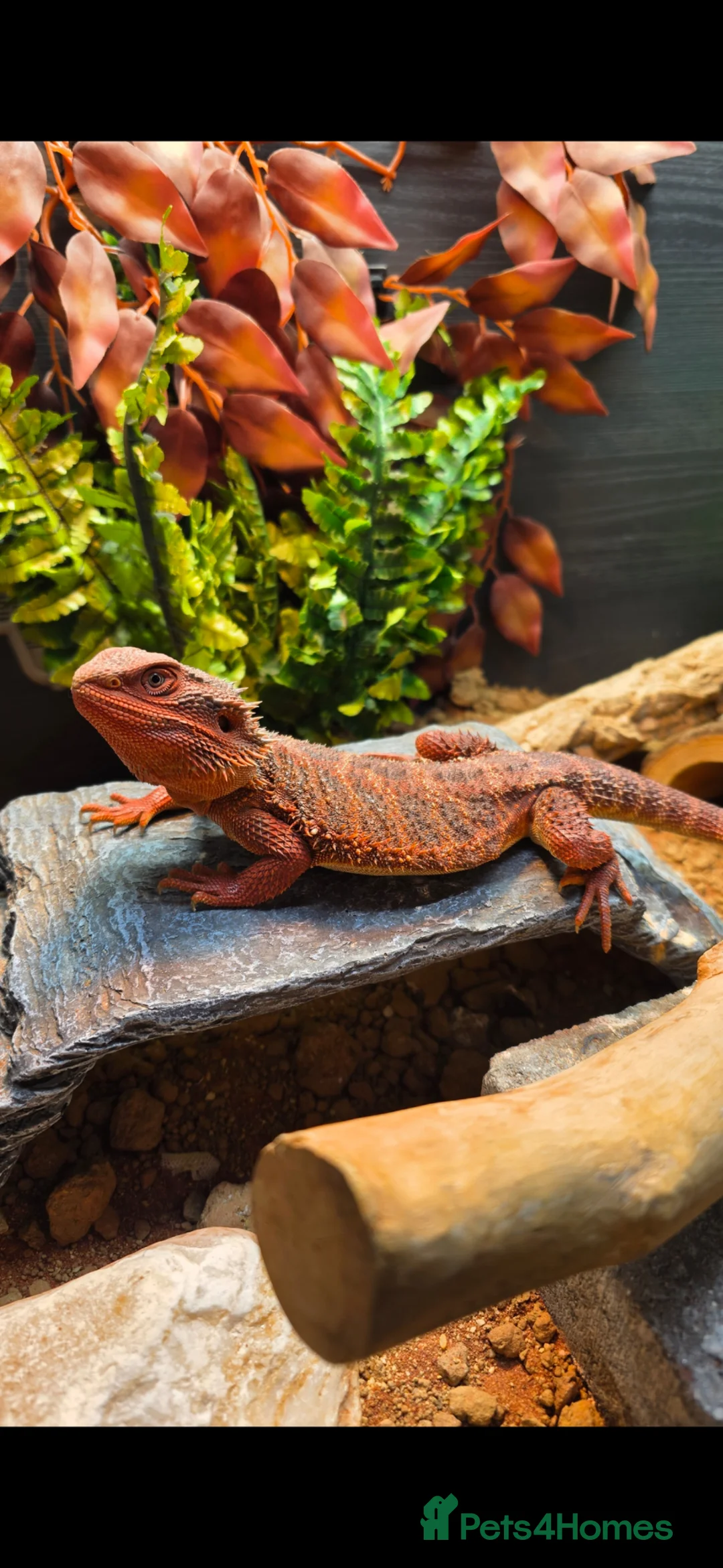 Bearded Dragon reptiles for sale: Red Monster 10 months old and full set up in Marlborough - Advert 1