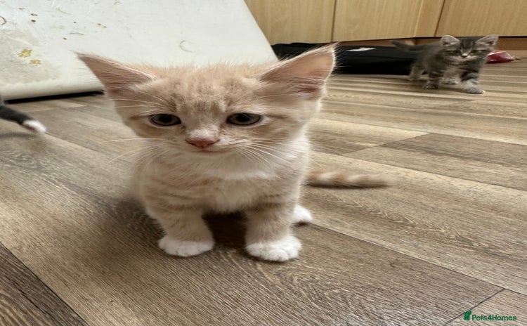 Mixed Breed cats - Advert 4