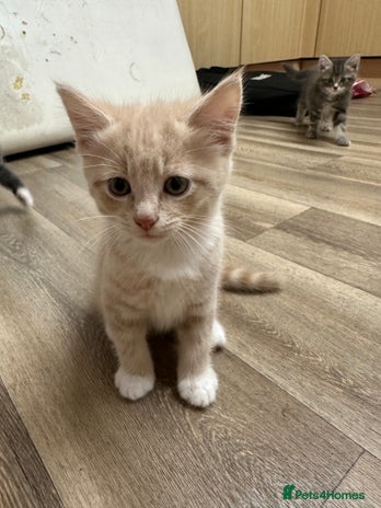 Mixed Breed cats - Advert 4