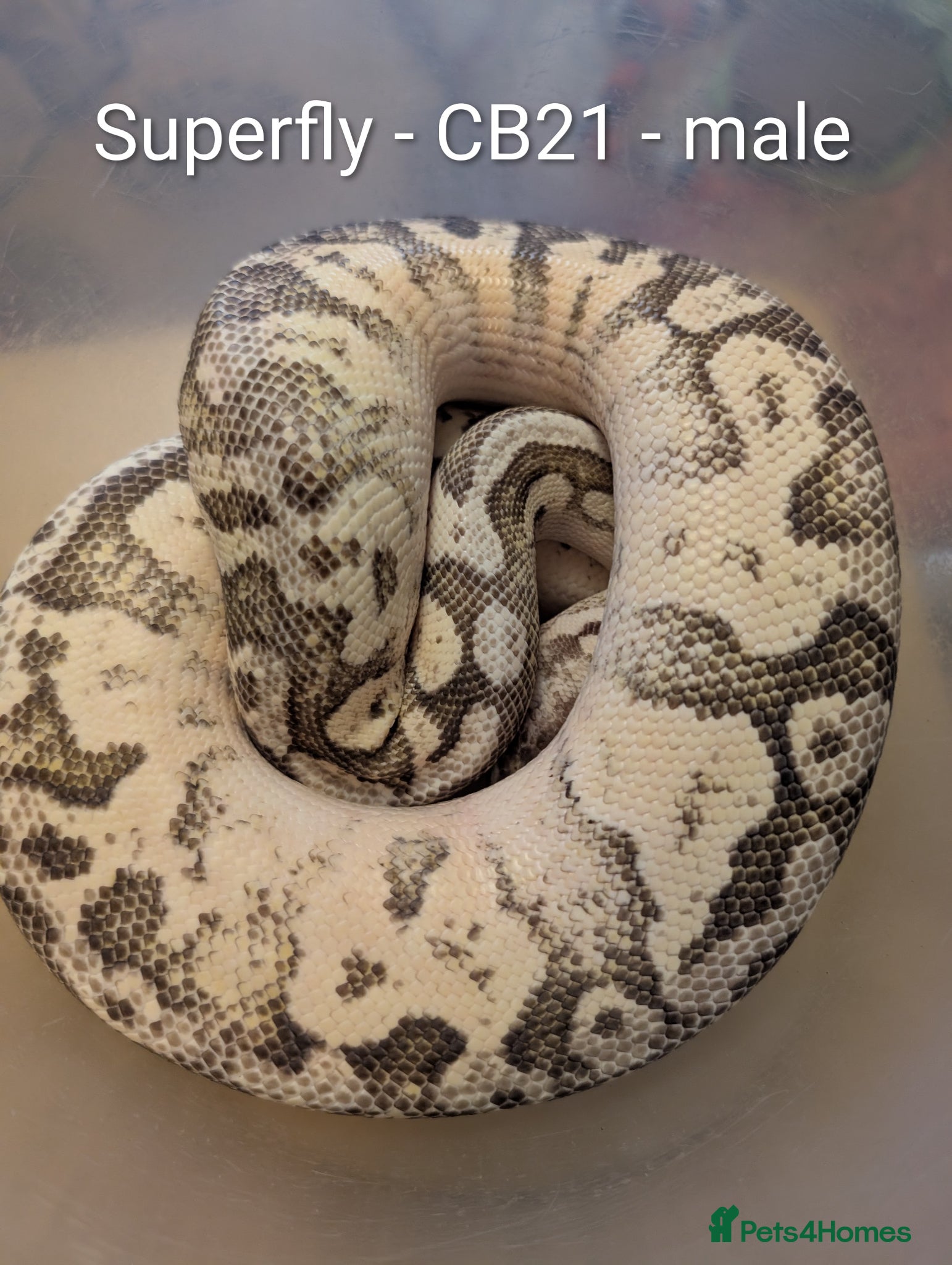 Python Snake reptiles Royal pythons - Advert 17
