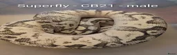 Python Snake reptiles for sale: Royal pythons - Advert 2