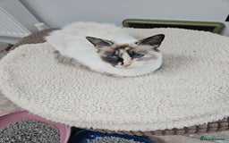 Ragdoll cats for sale: Cat 1 male - Image 7