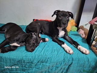 American Bulldog dogs 11 little hearts need their forever home - Advert 8