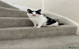 Domestic Shorthair cats for sale: Beautiful kittens - Image 3