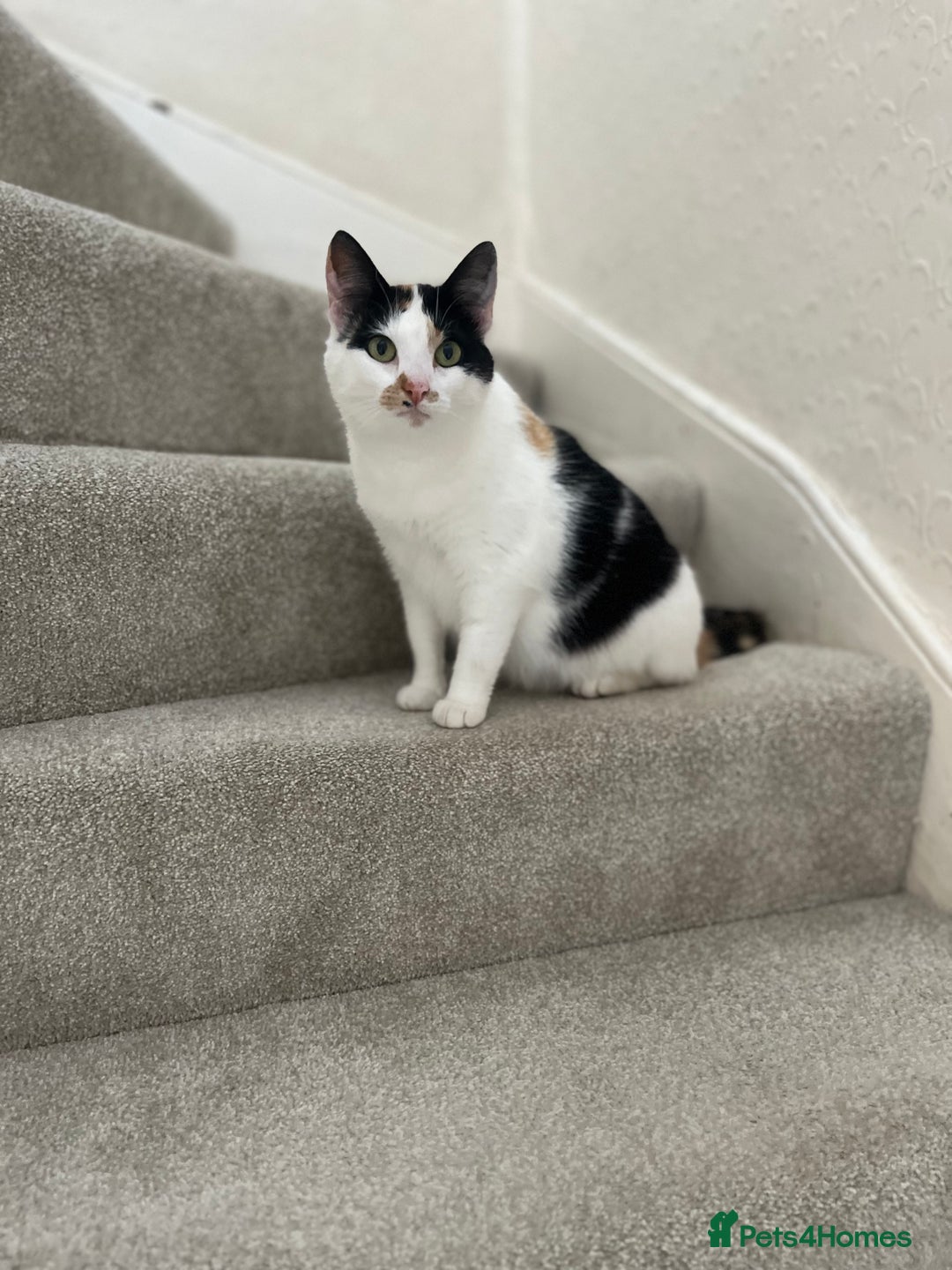 Domestic Shorthair cats for sale: Beautiful kittens - Image 3