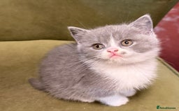 British Shorthair cats for sale: British Shorthair Kittens  - Image 5