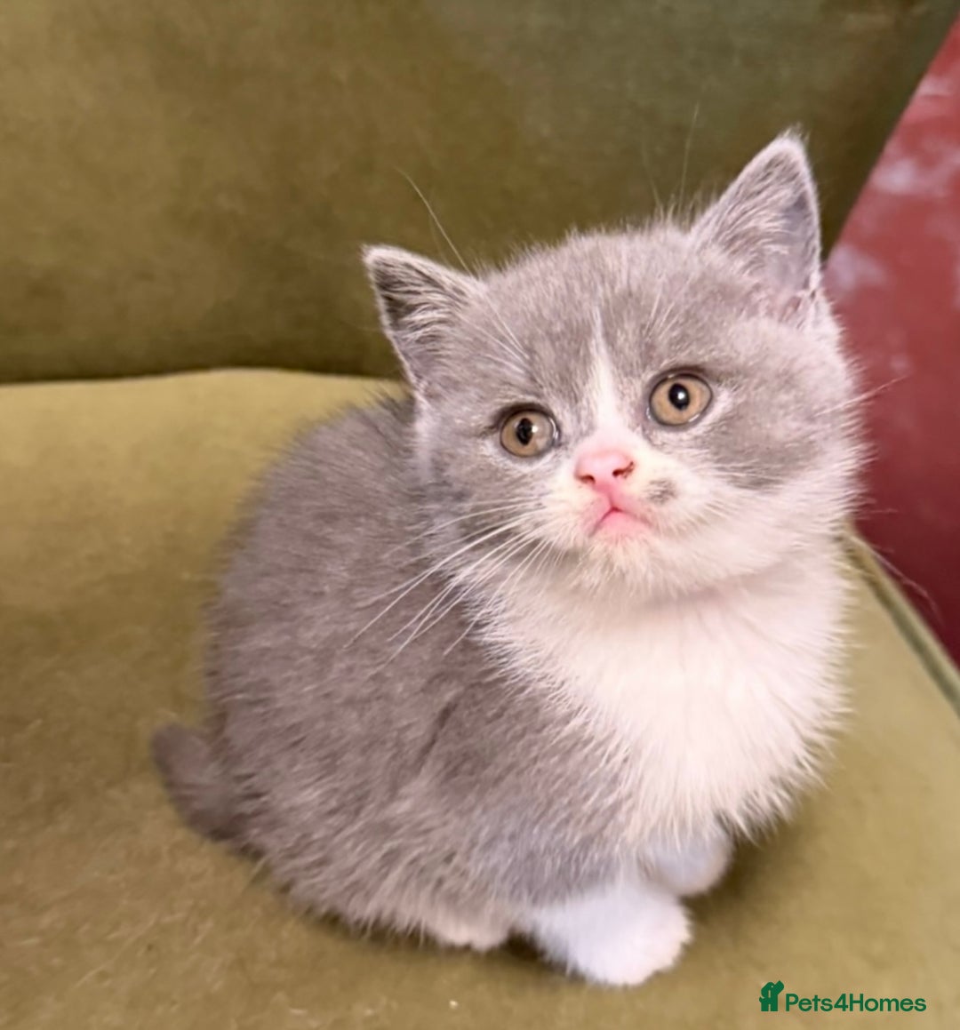 British Shorthair cats for sale: British Shorthair Kittens  - Image 5