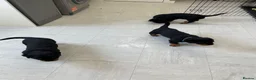 Rottweiler dogs for sale: ROTTWEILER PUPPIES "ready to go" - Advert 11