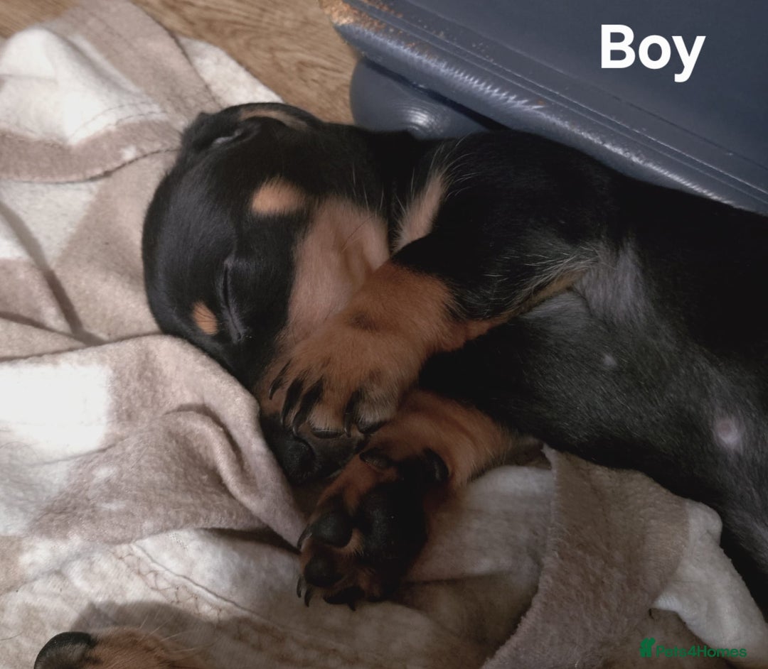 Miniature Dachshund dogs for sale: Ready boy or girl Black and tan smooth Dachshund's - Image 5