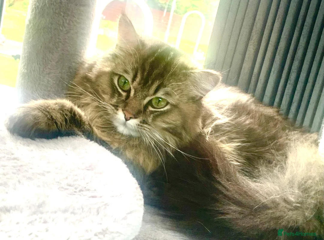Persian cats for stud: Beautiful Brown/golden Ragdoll/Persian for STUD in Birmingham - Advert 4