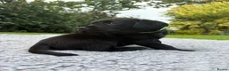 Labrador Retriever dogs for sale: Black Labrador Puppies - Advert 22