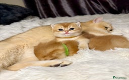 British Shorthair cats for sale: Golden chinchilla British Shorthair Male Kitten - Image 4