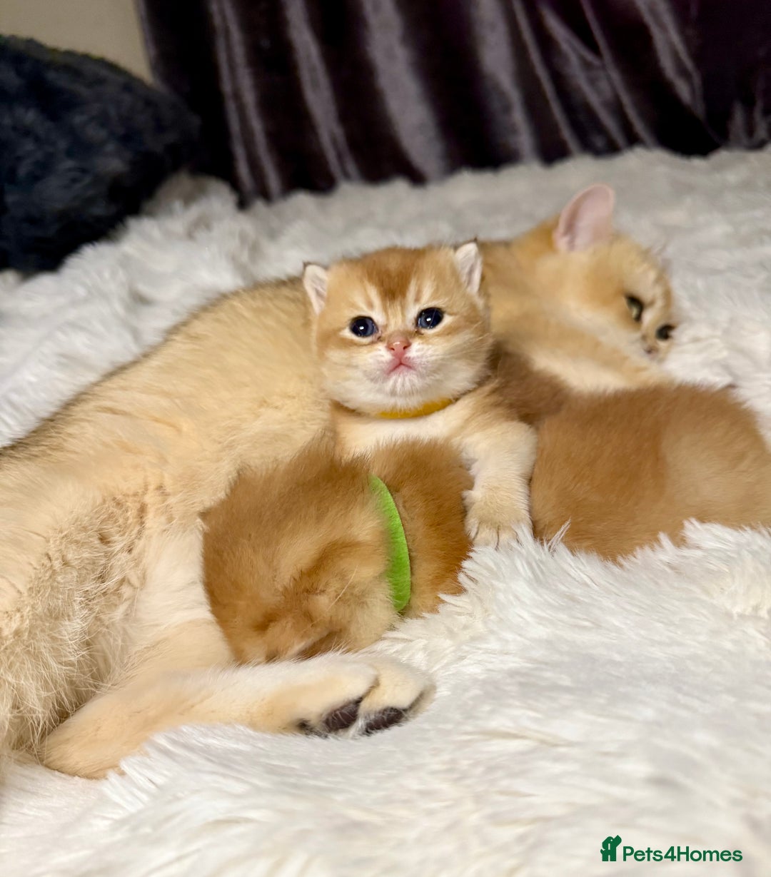 British Shorthair cats for sale: Golden chinchilla British Shorthair Male Kitten - Image 4