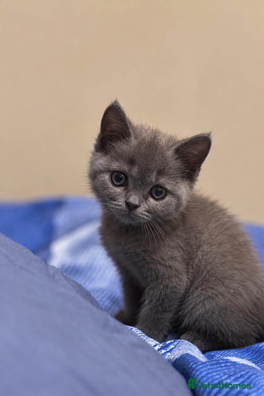 Scottish Fold cats for sale: Scottish Fold Toys - Advert 2