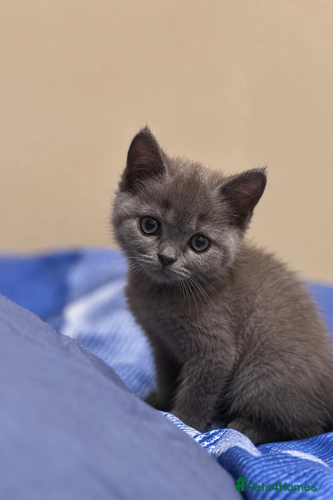 Scottish Fold cats for sale: Scottish Fold Toys - Advert 2
