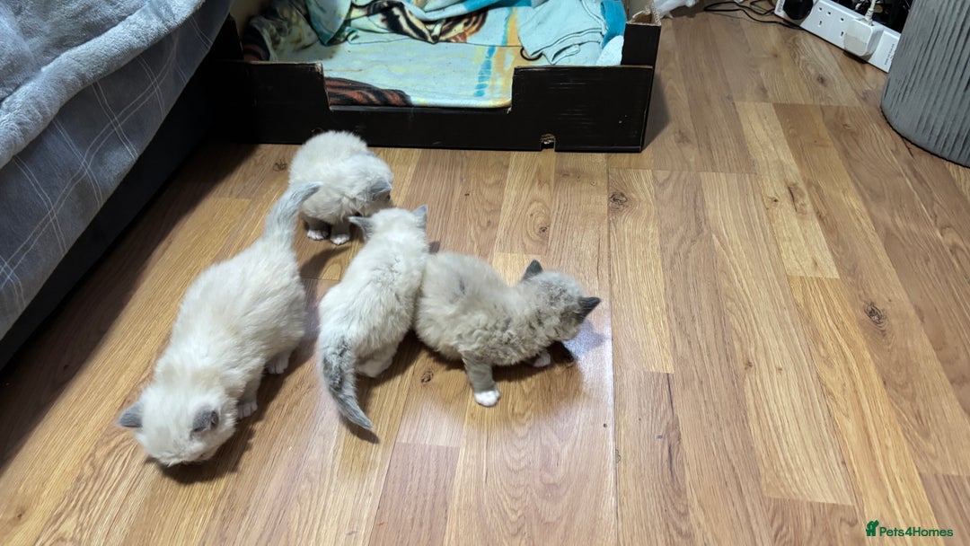 Ragdoll cats for sale: Blue eyed Ragdoll Kittens  - Advert 21