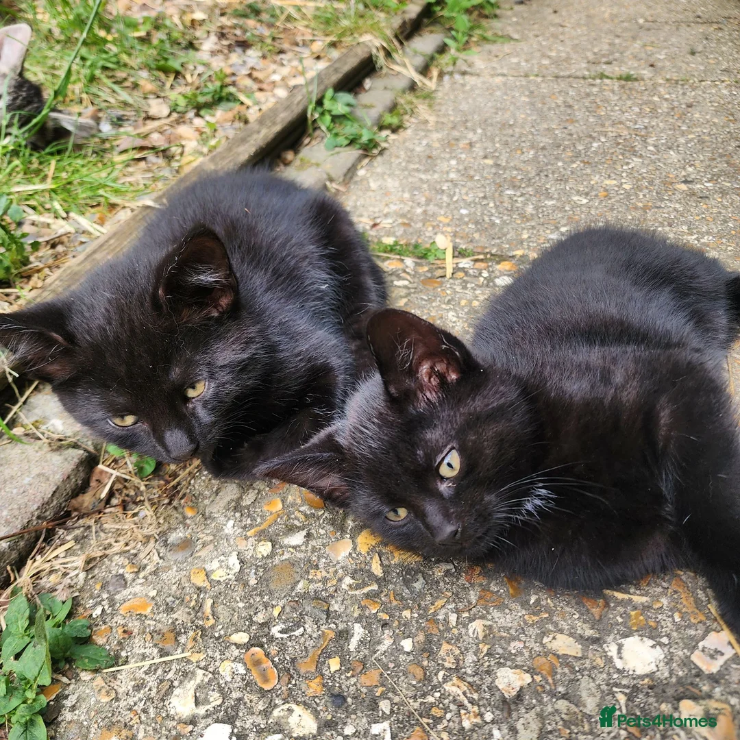 Mixed Breed cats for sale: Beautiful Friendly Kittens - Advert 2