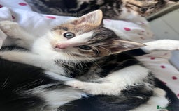 Bengal cats for sale: Bengal X kittens - Image 9