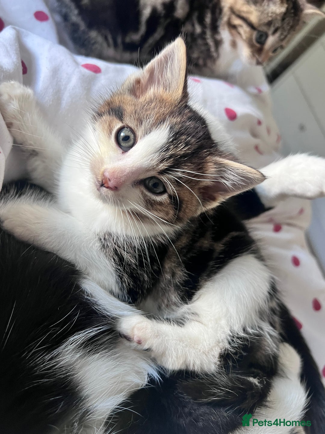 Bengal cats for sale: Bengal X kittens - Image 9