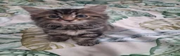 Mixed Breed cats for sale: Kittens  - Advert 2