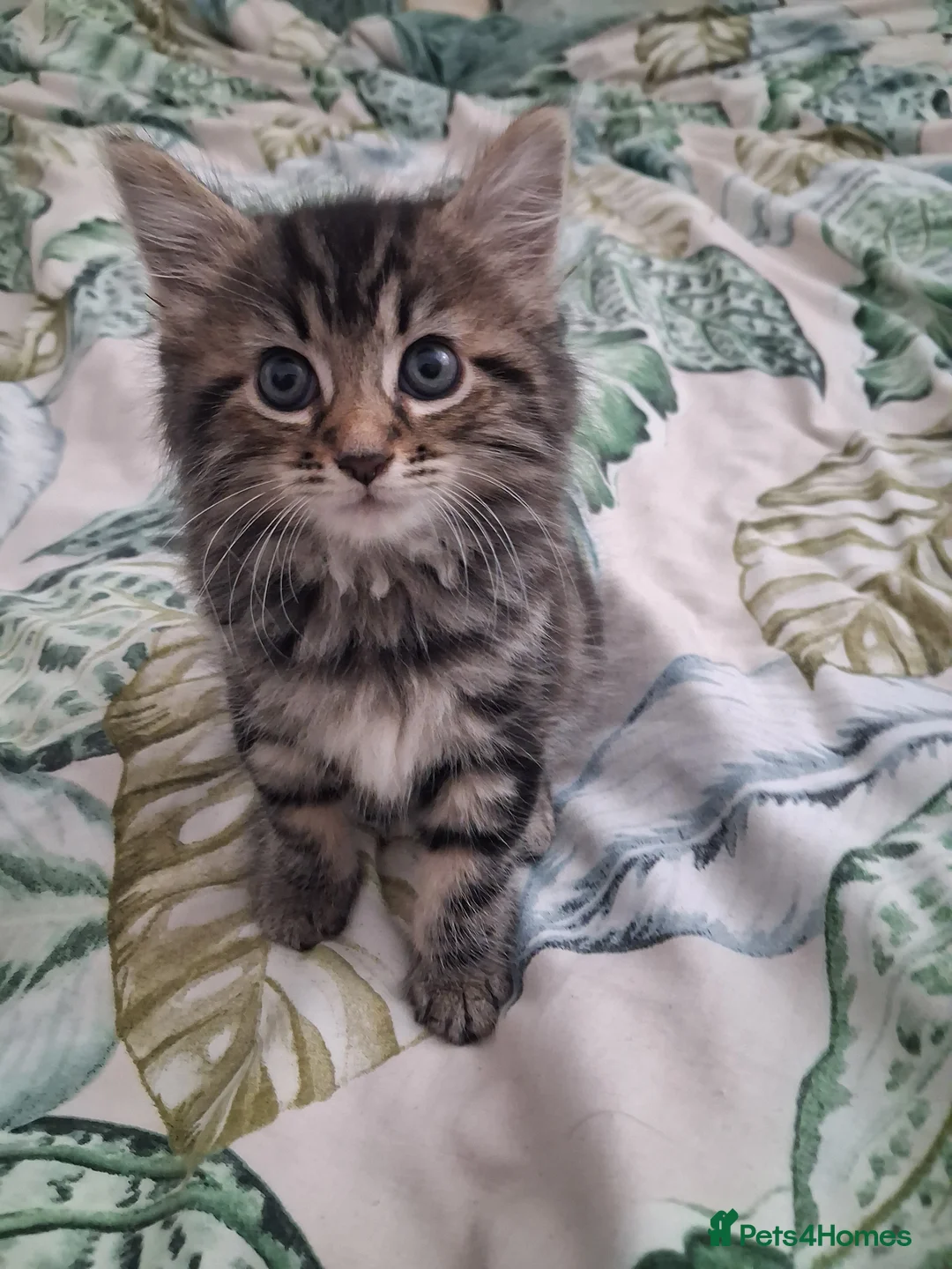 Mixed Breed cats for sale: Kittens  - Advert 2