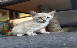 Bengal cats for sale: Snow lynx bengal kittens - Image 20