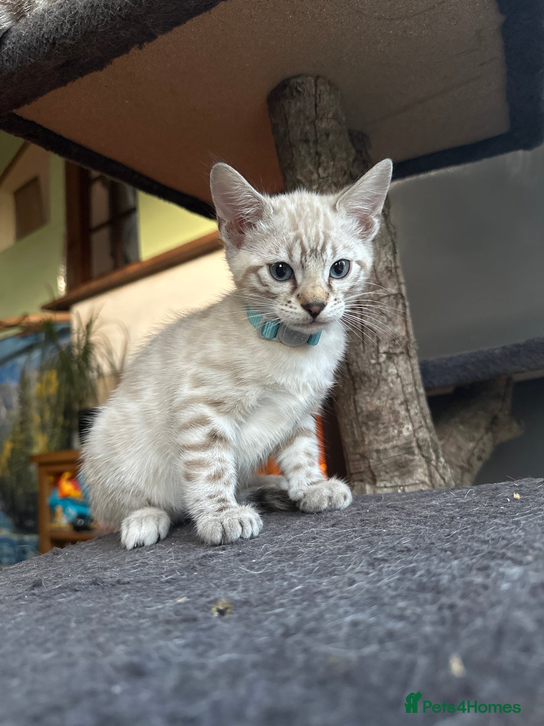 Bengal cats for sale: Snow lynx bengal kittens - Image 20
