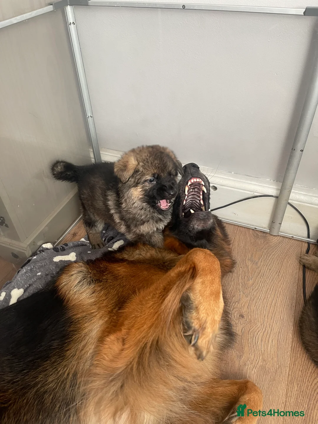 German Shepherd dogs for sale: German shepherd puppies for sale  - Advert 2