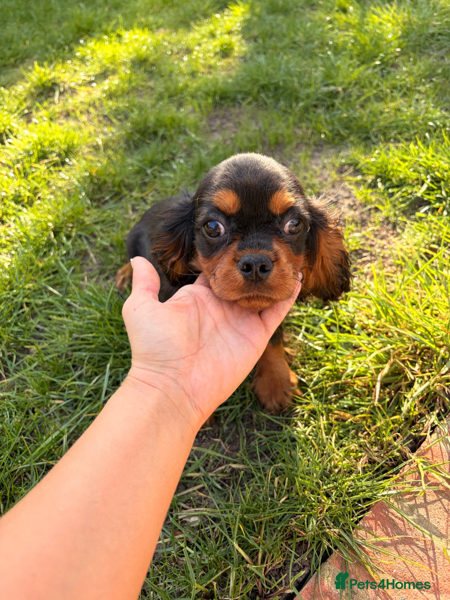 Cavalier King Charles Spaniel dogs Cavalier King Charles spaniel - Advert 5