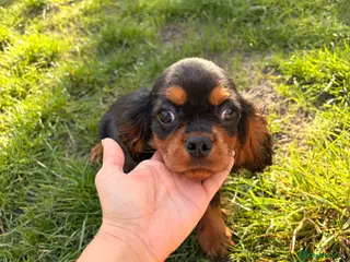 Cavalier King Charles Spaniel dogs Cavalier King Charles spaniel - Advert 5