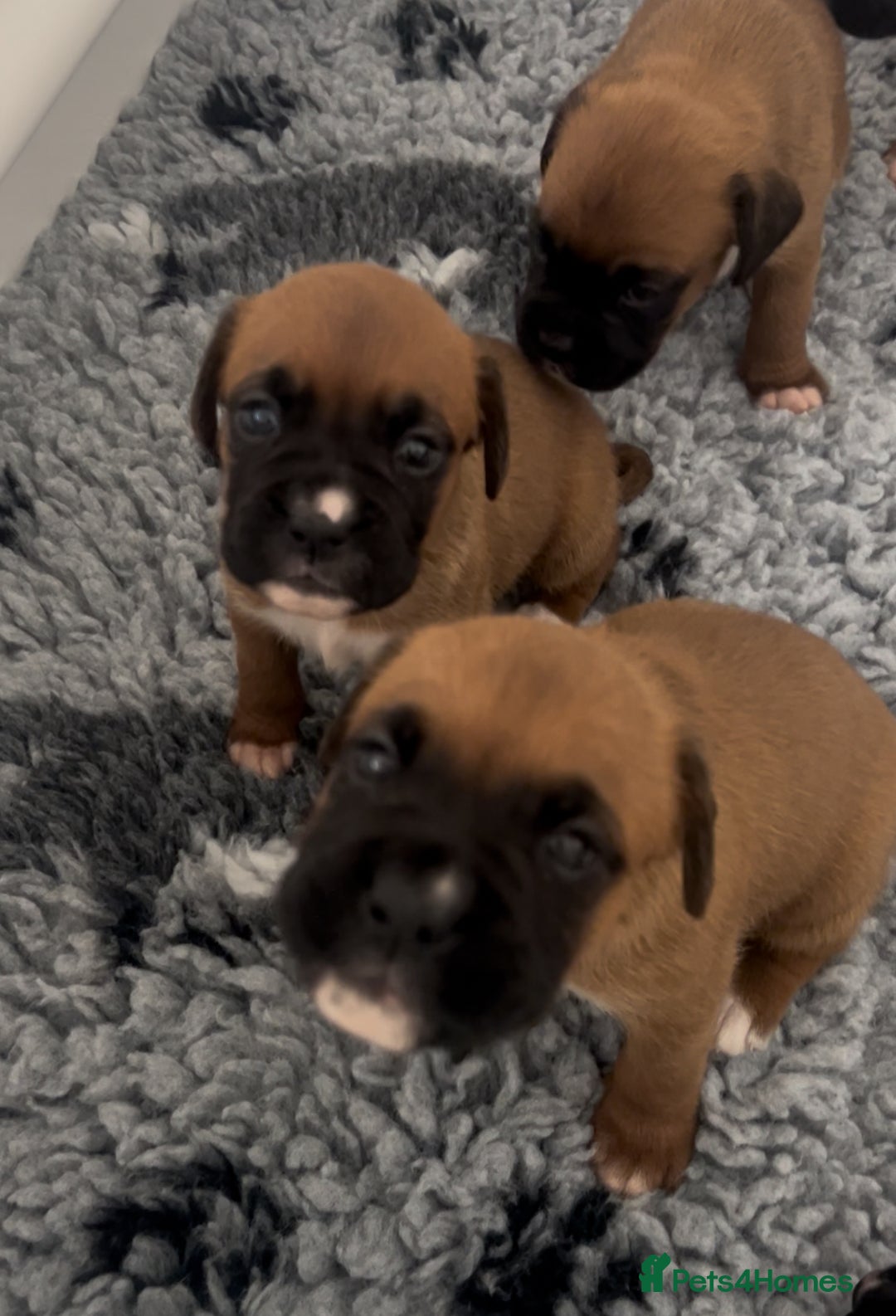 Boxer dogs for sale: KC bobtail pups heartscore 0, CHAMPION lines - Image 25
