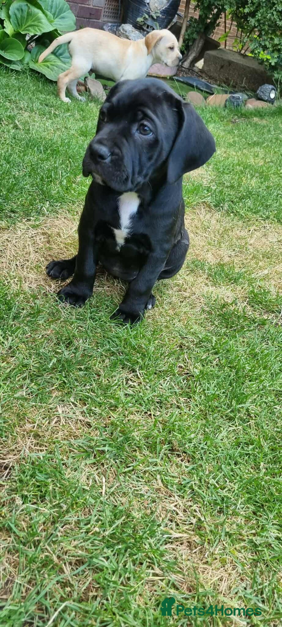 Mixed Breed dogs for sale: Ready to collect – Cane Corso puppies  - Image 20