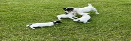 Jack Russell dogs for sale: Jack Russell terriers ready now 🏡 - Advert 6