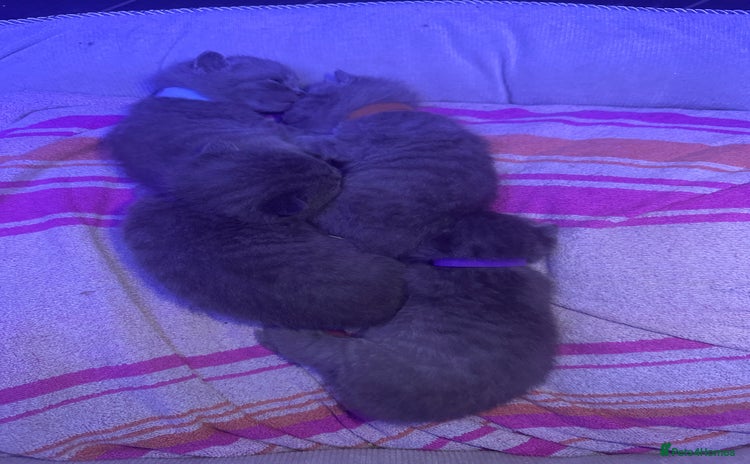 British Shorthair cats - Advert 4