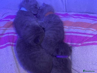 British Shorthair cats - Advert 30