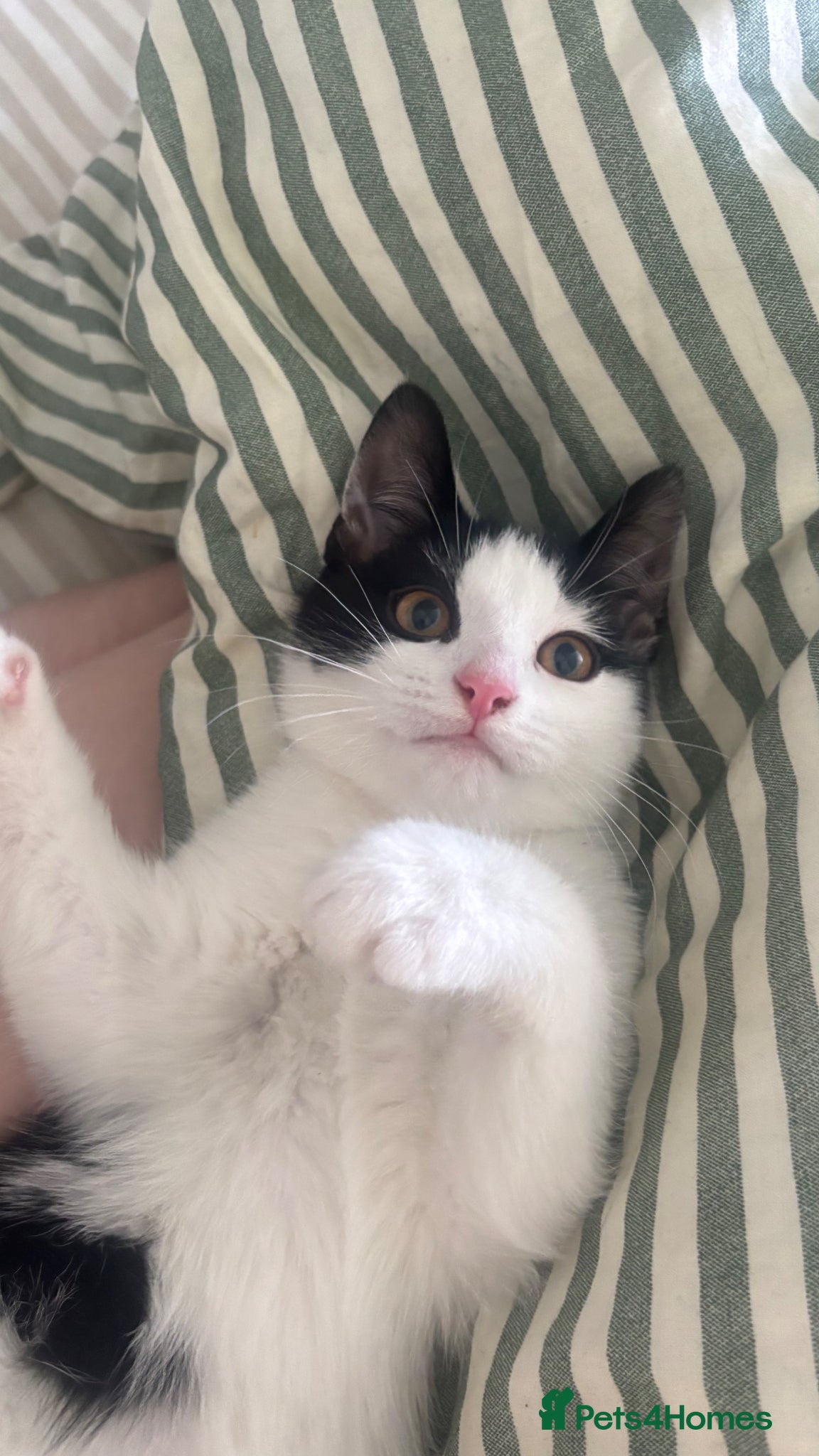 Mixed Breed cats for sale: little towi - Advert 2