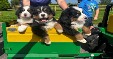 Bernese Mountain Dog dogs - Advert 5