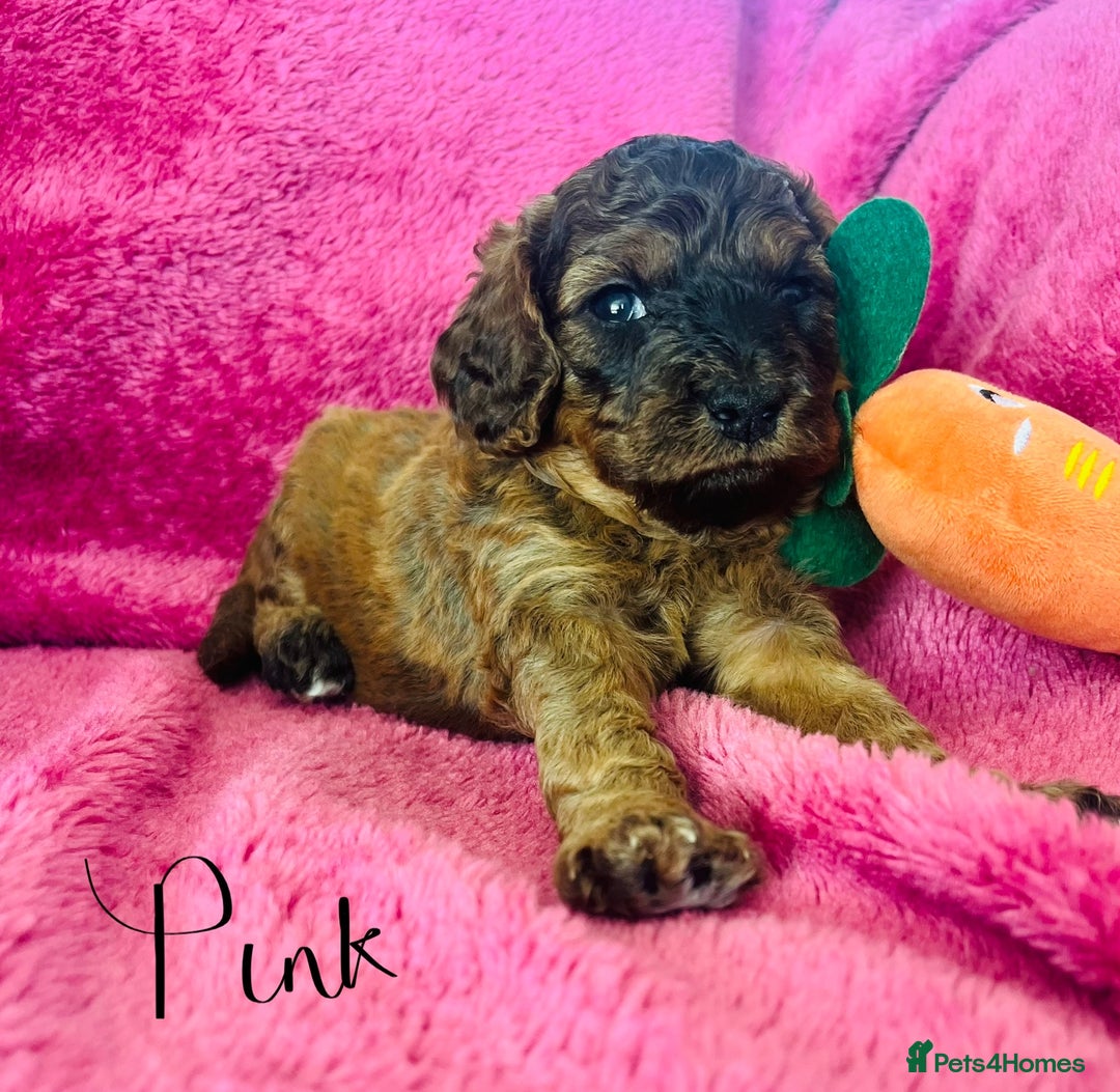 Cockapoo dogs for sale: Beautiful F3 cockapoo puppies 🩷🩷🩷💙 - Image 4