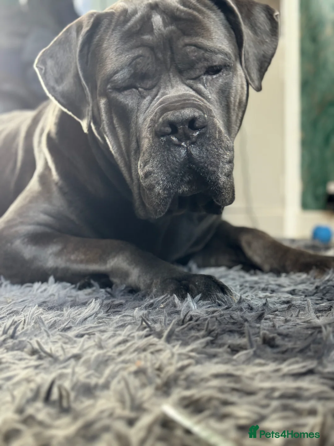 Cane Corso dogs for stud: TRIED AND TESTED! Male cane corso for stud - Advert 2