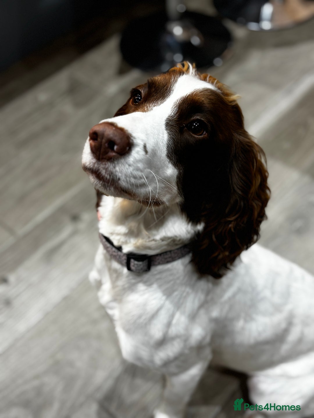 Sproodle dogs for sale: 💥 Rare Gorgeous Chocolate Merle Sproodles 🐶 - Advert 17