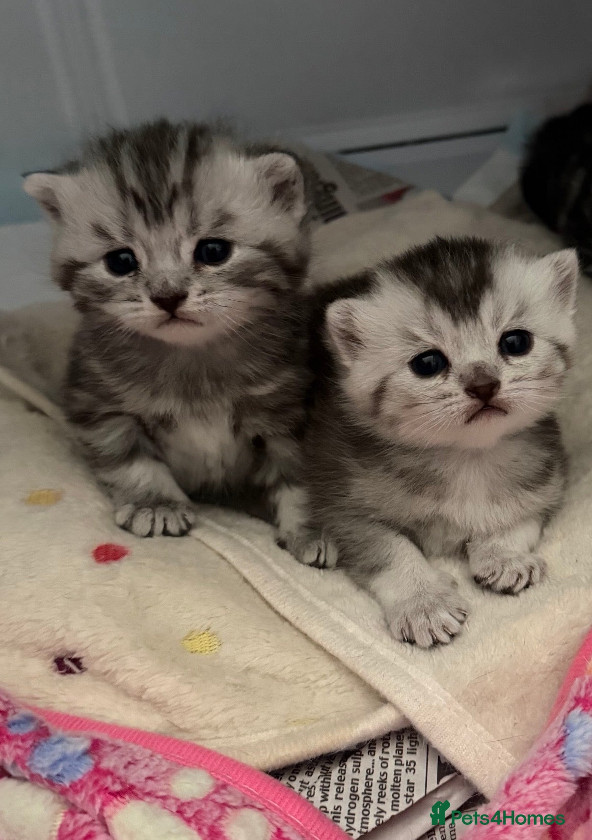 British Shorthair cats GCCF BSH Kittens  - Advert 1