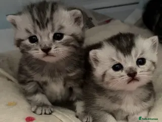 British Shorthair cats GCCF BSH Kittens - Advert 1