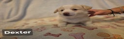 Welsh Corgi Pembroke dogs for sale: 8 Pembroke corgi puppy's - Advert 8