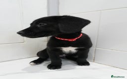 Mixed Breed dogs for sale: 2 months old - Alaskan malamute x Springardor - Image 21