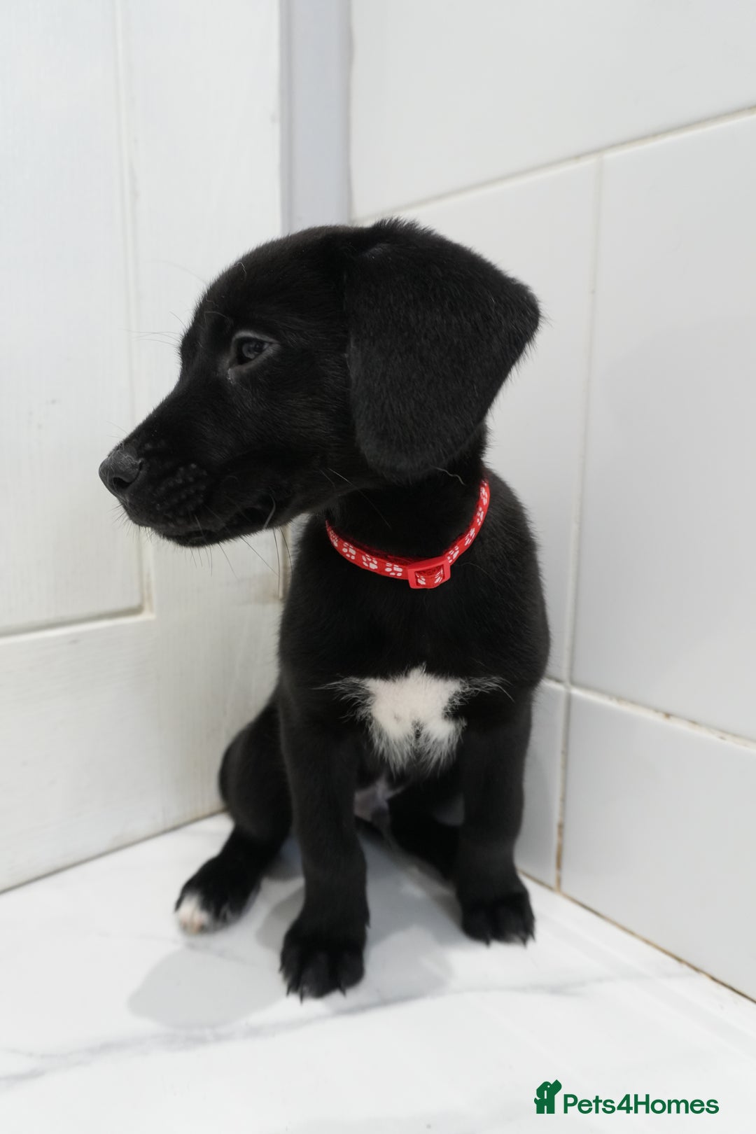 Mixed Breed dogs for sale: 2 months old - Alaskan malamute x Springardor - Image 21