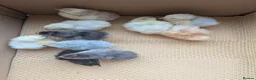 Chickens poultry for sale: Pekin bantam day olds - lots of colours  - Advert 2