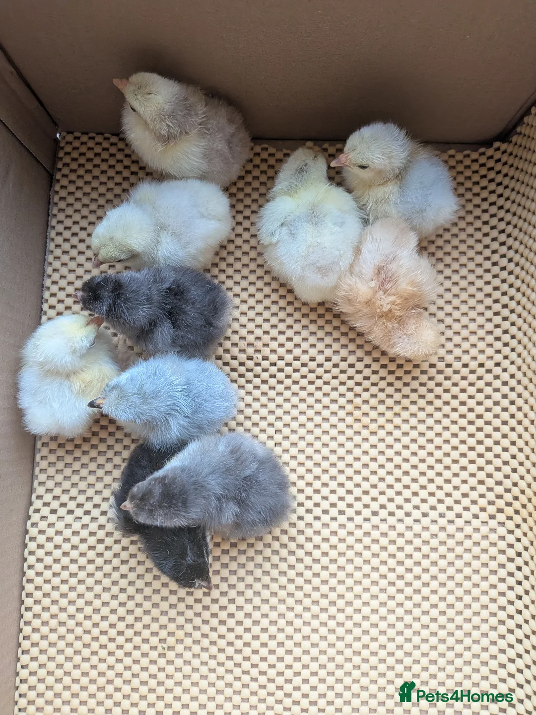 Chickens poultry for sale: Pekin bantam day olds - lots of colours  - Advert 2